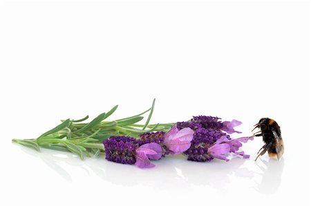 simsearch:400-05372314,k - Bumblebee with lavender herb flowers, over white background. Stockbilder - Microstock & Abonnement, Bildnummer: 400-04154042