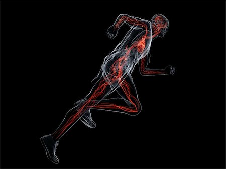 simsearch:400-04103615,k - 3d rendered illustration of a running human body with vascular system Foto de stock - Super Valor sin royalties y Suscripción, Código: 400-04154346