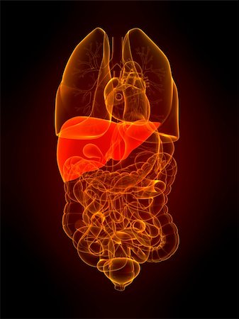 enflammer - 3d rendered illustration of human organs with highlighted liver Stock Photo - Budget Royalty-Free & Subscription, Code: 400-04154341
