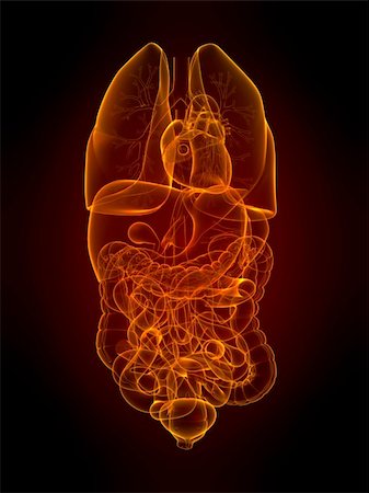 simsearch:400-04692127,k - 3d rendered illustration of human organs Photographie de stock - Aubaine LD & Abonnement, Code: 400-04154343