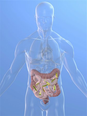 simsearch:400-06770547,k - 3d rendered illustration of a human body shape with bacteria in intestines Fotografie stock - Microstock e Abbonamento, Codice: 400-04154360