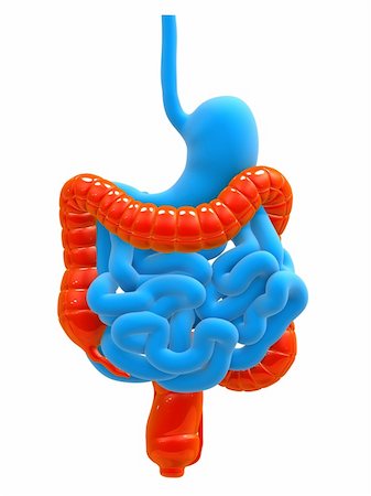 enflammer - 3d rendered illustration of human digestive system with highlighted colon Stock Photo - Budget Royalty-Free & Subscription, Code: 400-04154383