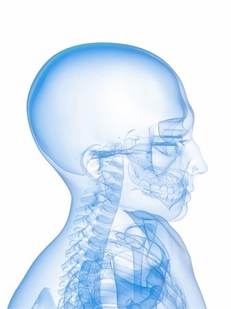3d rendered x-ray illustration of a human skeletal head and neck Stock Photo - Budget Royalty-Free & Subscription, Code: 400-04154404