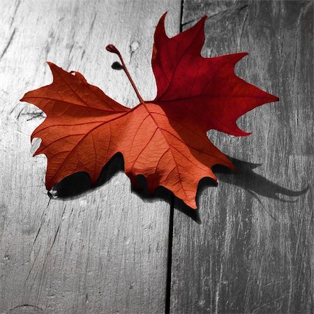Red maple leaf on a desaturated wooden table in a park Photographie de stock - Aubaine LD & Abonnement, Code: 400-04154883