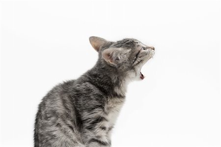 Yawning tabby cat at white background Stockbilder - Microstock & Abonnement, Bildnummer: 400-04155147