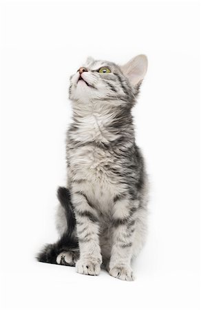 Tabby cat at white background Stockbilder - Microstock & Abonnement, Bildnummer: 400-04155225