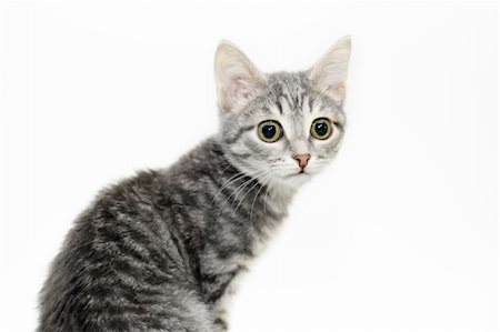 Tabby cat at white background Stockbilder - Microstock & Abonnement, Bildnummer: 400-04155226