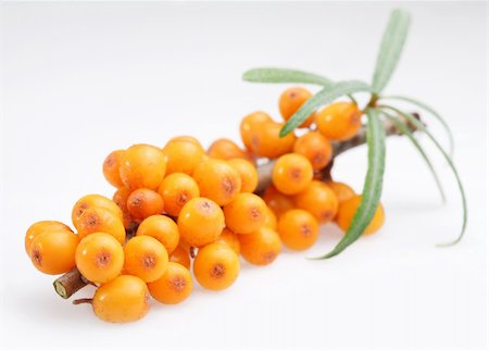 A branch of sea buckthorn on a white background Stock Photo - Budget Royalty-Free & Subscription, Code: 400-04155233