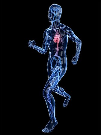 3d rendered illustrtaion of a transparent jogger with vascular system Stock Photo - Budget Royalty-Free & Subscription, Code: 400-04155341