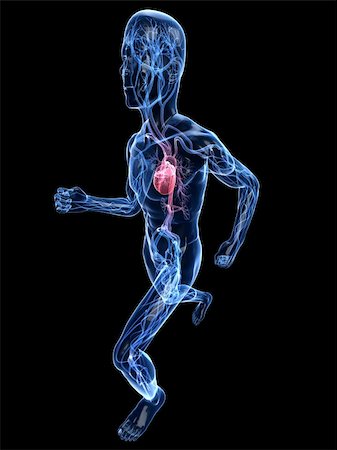 simsearch:400-04103615,k - 3d rendered illustrtaion of a transparent jogger with vascular system Stock Photo - Budget Royalty-Free & Subscription, Code: 400-04155343