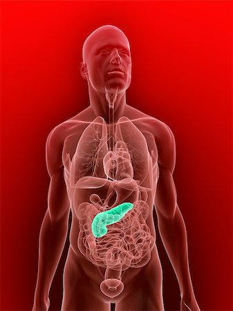 pancreas - 3d rendered illustration of transparent human anatomy with highlighted pancreas Fotografie stock - Microstock e Abbonamento, Codice: 400-04155355