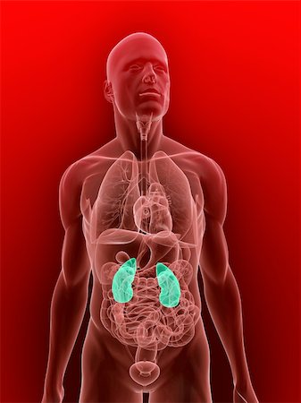 simsearch:400-04069227,k - 3d rendered illustration of transparent human anatomy with highlighted kidneys Stockbilder - Microstock & Abonnement, Bildnummer: 400-04155353