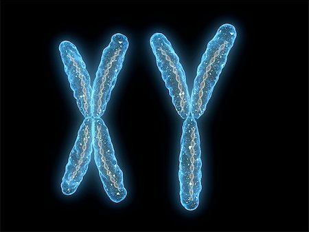 3d rendered close up of  x y- chromosome Stock Photo - Budget Royalty-Free & Subscription, Code: 400-04155390