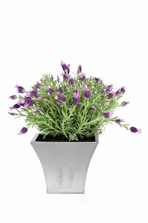 Lavender herb plant with flowers in a distressed pewter pot, over white background. Stock Photo - Budget Royalty-Free & Subscription, Code: 400-04155531