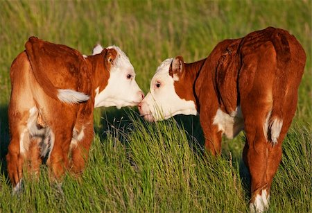 Two baby calves touch noses and lick each other affectionately.  Shot in early evening light (golden hour). Fotografie stock - Microstock e Abbonamento, Codice: 400-04155599