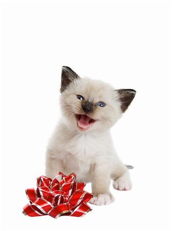 simsearch:400-09080304,k - A little Siamese Snowshoe Lynx-point kitten singing a Christmas song.  Shot against white background. Photographie de stock - Aubaine LD & Abonnement, Code: 400-04155889