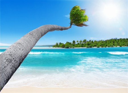 simsearch:400-04472273,k - A palm tree reaches out to the turquoise lagoon Photographie de stock - Aubaine LD & Abonnement, Code: 400-04156242