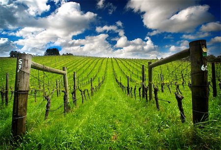Vineyard in the Adelaide Hills Foto de stock - Super Valor sin royalties y Suscripción, Código: 400-04156268