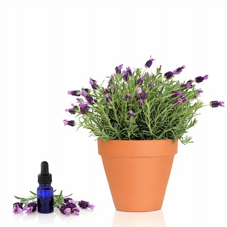 simsearch:400-07175956,k - Lavender herb plant in flower growing in a  terracotta pot with an aromatherapy essential oil glass bottle and flowers, over white background. Stock Photo - Budget Royalty-Free & Subscription, Code: 400-04156958
