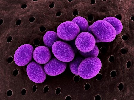 simsearch:400-04157099,k - 3d rendered close up of isolated staphylococcus bacteria Stock Photo - Budget Royalty-Free & Subscription, Code: 400-04157080