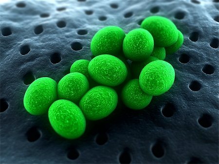 simsearch:400-04157099,k - 3d rendered close up of isolated staphylococcus bacteria Stock Photo - Budget Royalty-Free & Subscription, Code: 400-04157117