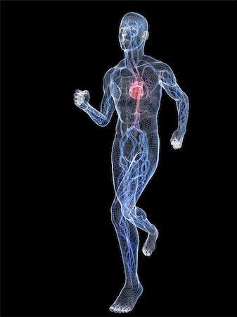 simsearch:400-04103615,k - 3d rendered illustration of a transparent jogger with vascular system Stock Photo - Budget Royalty-Free & Subscription, Code: 400-04157174