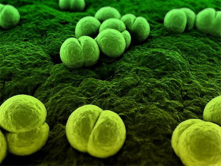 eraxion (artist) - 3d rendered close up of isolated meningococcus bacteria Fotografie stock - Microstock e Abbonamento, Codice: 400-04157201