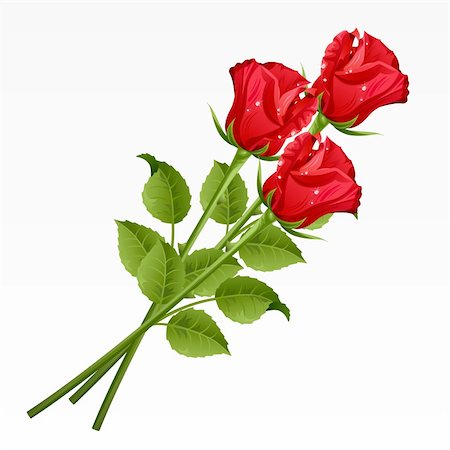 single red rose bud - Three red roses on a white background Stock Photo - Budget Royalty-Free & Subscription, Code: 400-04159284