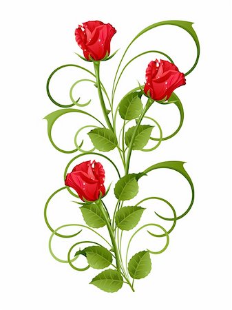 single red rose bud - Three red roses on a white background Stock Photo - Budget Royalty-Free & Subscription, Code: 400-04159286