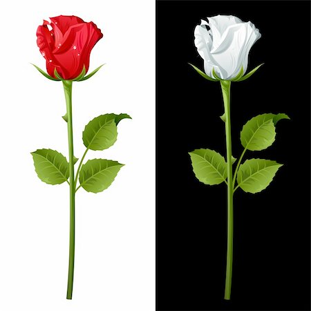 single red rose bud - Set from  red and white roses. Stock Photo - Budget Royalty-Free & Subscription, Code: 400-04159283