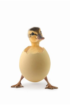 isolated baby duck with white background Fotografie stock - Microstock e Abbonamento, Codice: 400-04159424