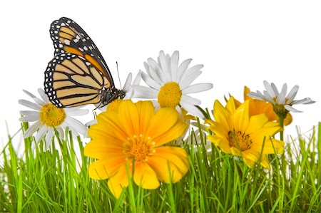 simsearch:400-08404620,k - A monarch butterfly on white and yellow daisies on a lawn with a white background Stock Photo - Budget Royalty-Free & Subscription, Code: 400-04159864
