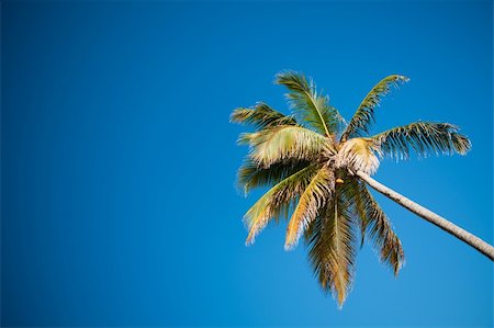 Coconut palms under blue Caribbean sky on summer day Stock Photo - Budget Royalty-Free & Subscription, Code: 400-04159945