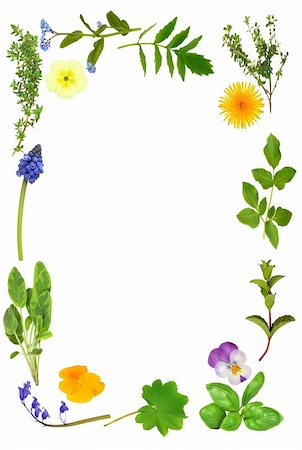 Abstract spring flower and herb leaf border over white background.. Photographie de stock - Aubaine LD & Abonnement, Code: 400-04150125