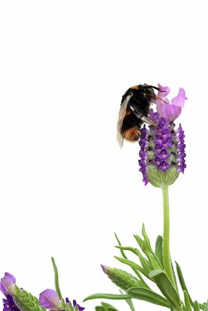simsearch:400-05372314,k - Lavender herb flowers with a bumble bee gathering pollen, over white background. Stockbilder - Microstock & Abonnement, Bildnummer: 400-04150130