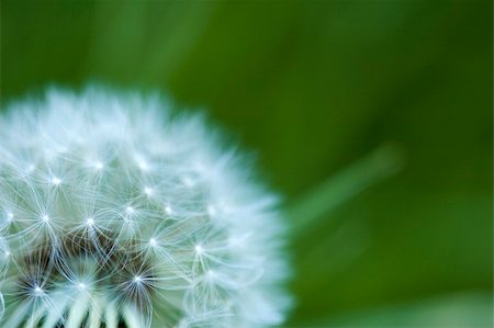 simsearch:700-01993307,k - The white head of a dandelion on a green background Stock Photo - Budget Royalty-Free & Subscription, Code: 400-04151056