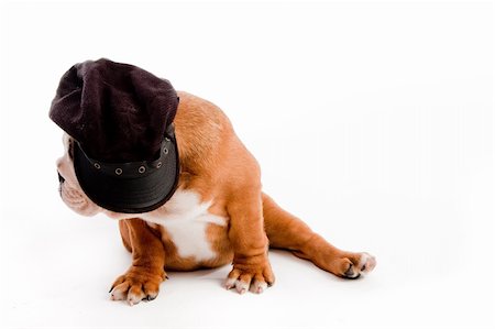 simsearch:400-04875271,k - english Bulldog puppy on white background and cap on is head Stock Photo - Budget Royalty-Free & Subscription, Code: 400-04152411