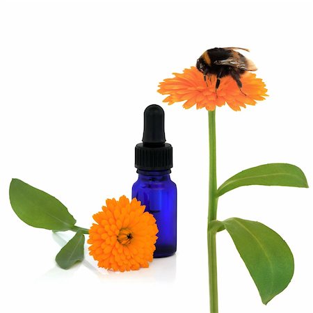 simsearch:400-04141304,k - Marigold flower with bumblebee and aromatherapy essential oil bottle, with single flowerhead, over white background. Photographie de stock - Aubaine LD & Abonnement, Code: 400-04153003