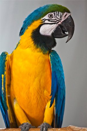 parrot bird flying - Macaws, parrots Stock Photo - Budget Royalty-Free & Subscription, Code: 400-04153025