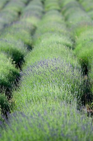 Flowering lavender rows on the plantation Stock Photo - Budget Royalty-Free & Subscription, Code: 400-04153020
