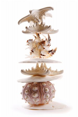 Studio shot of a pile of seashells in high key with backlighting Foto de stock - Royalty-Free Super Valor e Assinatura, Número: 400-04153045