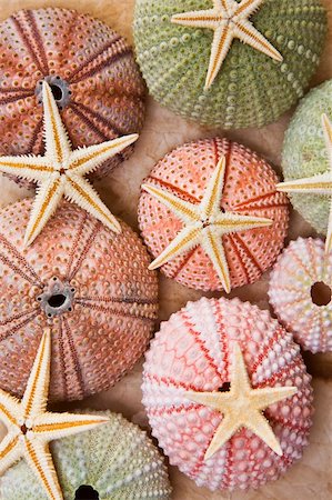 Different coloured seaurchins with starfish Foto de stock - Super Valor sin royalties y Suscripción, Código: 400-04153315