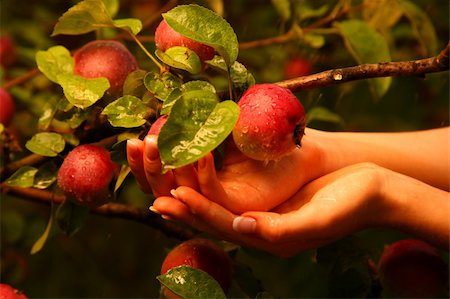 simsearch:400-04904209,k - Hands cover a branch with apples Photographie de stock - Aubaine LD & Abonnement, Code: 400-04153908