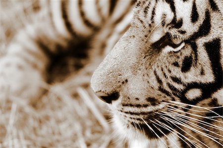 Closeup view of a Tiger from the side view, Colour photo Stock Photo - Budget Royalty-Free & Subscription, Code: 400-04164044