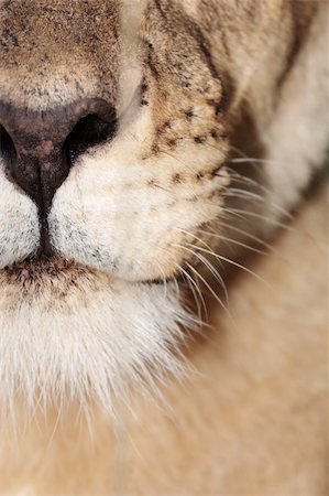 Closeup of lioness mouth Stock Photo - Budget Royalty-Free & Subscription, Code: 400-04164041