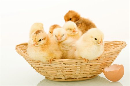simsearch:400-07614085,k - Basket full of sleepy fluffy baby chickens - white background and reflection Foto de stock - Super Valor sin royalties y Suscripción, Código: 400-04164385