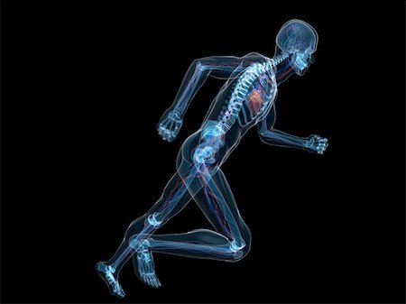 simsearch:400-04103615,k - 3d rendered x-ray illustration of a running skeleton with vascular system Foto de stock - Super Valor sin royalties y Suscripción, Código: 400-04164418