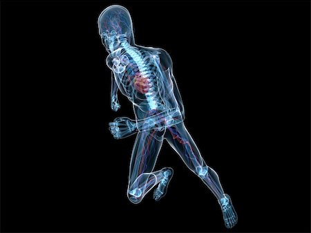 simsearch:400-04103615,k - 3d rendered x-ray illustration of a running skeleton with vascular system Foto de stock - Super Valor sin royalties y Suscripción, Código: 400-04164420