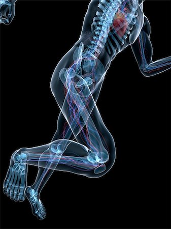 simsearch:400-04103615,k - 3d rendered x-ray illustration of a running skeleton with vascular system Foto de stock - Super Valor sin royalties y Suscripción, Código: 400-04164422