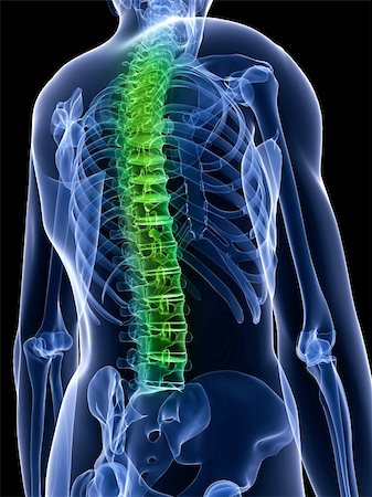 simsearch:400-04164497,k - 3d rendered x-ray illustration of a human torso with highlighted spine Stock Photo - Budget Royalty-Free & Subscription, Code: 400-04164497
